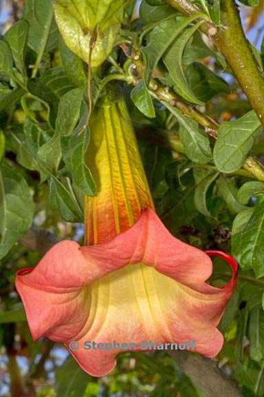 brugmansia sanguinea 2 graphic